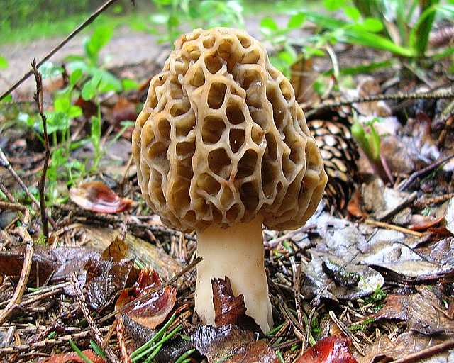 2005 :  Un anno di funghi